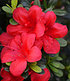 Durchblühende Azalee "Bloom Champion" rot, 1 Pflanze (3)