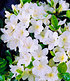 Durchblühende Azaleen "Bloom Champion" 3 Farben, 3 Pflanzen (3)