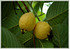 Echte Guave Psidium guajava (3)