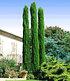 Echte Toskana "Säulen-Zypresse",1 Pflanze (3)