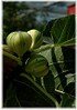 Feige Ficus carica ´Variegata` (gestreifte Früchte) (3)