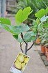 Feigenbaum (Gota de Miel) Honig feige - Ficus carica Gota de Miel (3)