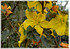 Flanellstrauch Fremontodendron californicum (3)