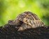 Floragard Schildkrötensubstrat 1 x 50L (3)