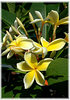 Frangipani Plumeria rubra (3)