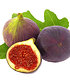Frucht-Feige "Rouge de Bordeaux" klein,1 Pfl. Ficus carica Feigenbaum (3)
