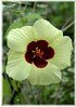 Gelber Hibiskus Hibiscus calyphyllus (3)