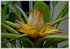 Golden Lotus Banane Musella lasiocarpa (3)