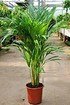 Goldfruchtpalme - Areca - Dypsis lutescens (3)