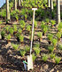 Gräser-Teppich "Carex Remota",3 Pflanzen (3)