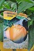 Grapefruit (Pampelmuse, Pomelo) Citrus paradisi Rosa (3)