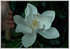 Großblütige Magnolie Magnolia grandiflora (3)