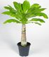 Hawaii-Palme,1 Pflanze (4)