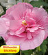 Hibiskus Chiffon®-Kollektion, 2 Pflanzen (3)
