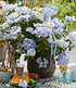 Hortensie "French Bolero Blue®",1 Pflanze (3)