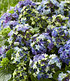 Hortensie "Lady Mata Hari® Blue",1 Pflanze (3)