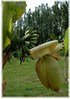 Japanische Faser Banane Musa basjoo (3)