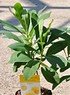 Japanischer Papierbusch - Edgeworthia chrysantha Grandiflora (3)