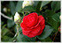 Kamelie Camellia japonica ´Black Lace` (3)