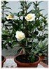 Kamelie Camellia japonica ´Brushfield Yellow` (3)