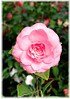 Kamelie Camellia japonica ´Mrs Tingley` (3)