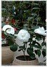 Kamelie Camellia japonica ´Perfection White` (3)