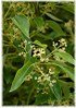 Kampferbaum, Zimtlorbeer Cinnamomum camphora (3)