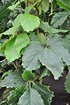 Kastanienwein - Tetrastigma voinierianum (3)