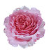 Kletter-Rose "Bienvenue®",1 Pflanze (3)