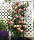 Kletter-Rose "Julie Andrieu®",1 Pflanze (3)