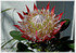 Königs-Protea Protea cynaroides ´Little Prince` (2)