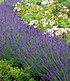 Lavendel "Blue Jeans",3 Pflanzen (3)