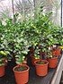 Limettenbaum (Römische Limette) - Citrus limetta Pursha (3)