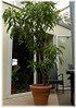 Auf was Sie als Käufer beim Kauf von Mangobaum zimmerpflanze achten sollten