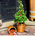 Mein schöner Garten 4-Monats-Erdbeere 'Lucky Berry'® (3)