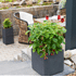 Mein schöner Garten 4-Monats-Himbeere 'Lucky Berry'® (3)
