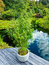 Mein schöner Garten Bambus 'Ivory Ibis®' (3)