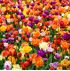 Mein schöner Garten Blumenzwiebel Tulpen-Mix 'Triumph' (3)