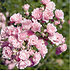 Mein schöner Garten Bodendeckerrose 'The Fairy'® (3)