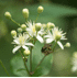 Mein schöner Garten Clematis vitalba (3)