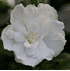Mein schöner Garten Gartenhibiskus 'White Chiffon'® (3)