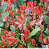 Mein schöner Garten Glanzmispel 'Carré Rouge' 6 Pflanzen (4)