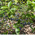 Mein schöner Garten Heidelbeere "Brigitta Blue" (3)