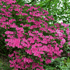 Mein schöner Garten Japanische Azalee 'Kermesina' (3)