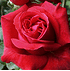 Mein schöner Garten Kletterrose 'Red Flame'® (3)