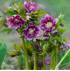 Mein schöner Garten Lenzrose 'Double Ellen' (3)