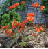 Mein schöner Garten Pontische Azalee 'Fireball' (3)