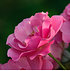Mein schöner Garten Rose 'Bienenweide®Rosa' (3)