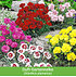Mein schöner Garten Staudenbeet "Blooms for Months", 29 Pflanzen (3)