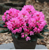 Mein schöner Garten Yakus-Rhododendron 'Kalinka' (3)